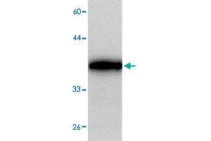 Western blot analysis in MATR3 recombinant protein with MATR3 monoclonal antibody, clone 3665a  at 1 : 1000 dilution. (MATR3 Antikörper)