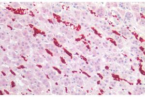 Immunohistochemistry staining of human adrenal (paraffin-embedded sections) with anti-CD235a (JC159), 5 μg/mL. (CD235a/GYPA Antikörper)