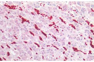 Immunohistochemistry staining of human adrenal (paraffin-embedded sections) with anti-CD235a (JC159), 5 μg/mL.