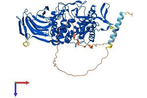 GLCE Protein (AA 1-618) (His tag)