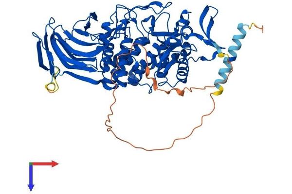 GLCE Protein (AA 1-618) (His tag)