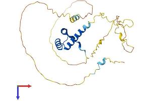 Nkx2-2 Protein (AA 1-273) (His tag)