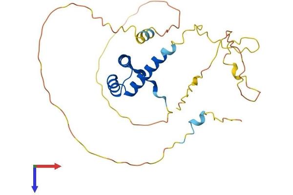 Nkx2-2 Protein (AA 1-273) (His tag)