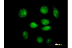 Immunofluorescence of purified MaxPab antibody to ARID3A on HeLa cell. (ARID3A Antikörper  (AA 1-593))