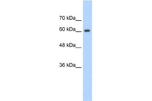 WB Suggested Anti-SYNCRIP Antibody Titration:  1. (SYNCRIP Antikörper  (Middle Region))