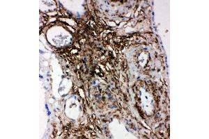 Anti-PLTP antibody, IHC(P) IHC(P): Human Placenta Tissue (PLTP Antikörper  (Middle Region))