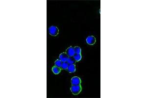 Image no. 2 for Mouse anti-Human IgG (Fc Region) antibody (ABIN1498828)