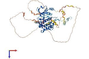 PAK4 Protein (AA 1-591) (His tag)