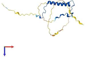 CDKN1B Protein (AA 1-197) (His tag)