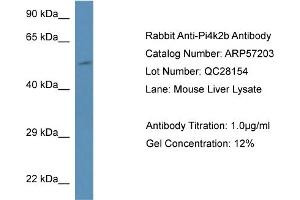 Western Blotting (WB) image for anti-Phosphatidylinositol 4-Kinase Type 2 beta (PI4K2B) (N-Term) antibody (ABIN785873) (PI4K2B Antikörper  (N-Term))