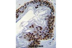 Formalin fixed, paraffin embedded human skin tissue stained with IFI35 Antibody (N-term) followed by peroxidase conjugation of the secondary antibody and DAB staining. (IFI35 Antikörper  (N-Term))