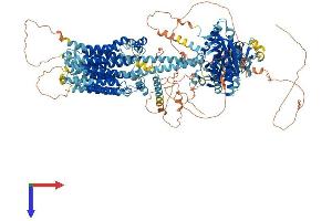 ADCY9 Protein (AA 1-1353) (His tag)