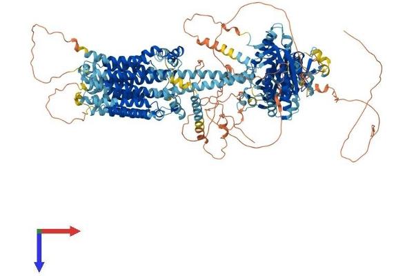 ADCY9 Protein (AA 1-1353) (His tag)