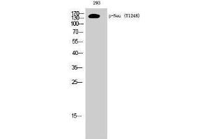 Western Blotting (WB) image for anti-Neuralized Homolog (Drosophila) (NEURL) (pTyr1248) antibody (ABIN3172934) (NEURL Antikörper  (pTyr1248))