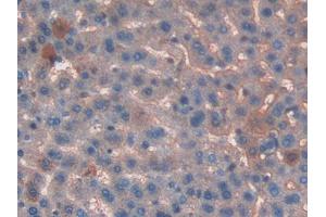 Used in DAB staining on fromalin fixed paraffin- embedded liver tissue (T-Kininogen 1 (KNT1) (AA 378-430) Antikörper)