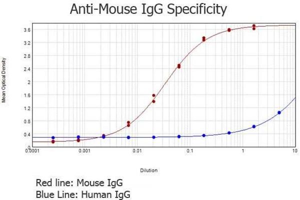Kaninchen anti-Maus IgG (Heavy & Light Chain) Antikörper