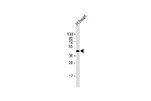 Anti-HRH4 Antibody (C-term) at 1:2000 dilution + human heart lysate Lysates/proteins at 20 μg per lane. (HRH4 Antikörper  (C-Term))