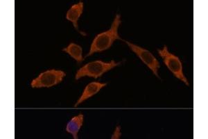 Immunofluorescence analysis of L929 cells using INMT Polyclonal Antibody at dilution of 1:100.