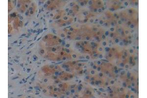 DAB staining on IHC-P; Samples: Rat Stomach Tissue (Caspase 9 Antikörper  (AA 1-200))