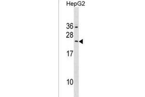 RAB5B Antibody (Center) (ABIN1538703 and ABIN2850042) western blot analysis in HepG2 cell line lysates (35 μg/lane). (RAB5B Antikörper  (AA 85-112))