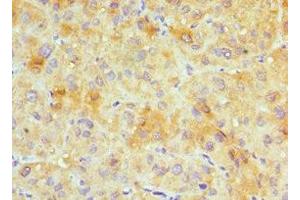 Immunohistochemistry (IHC) image for anti-Gap Junction Protein, gamma 1, 45kDa (GJC1) (AA 247-396) antibody (ABIN7153637)