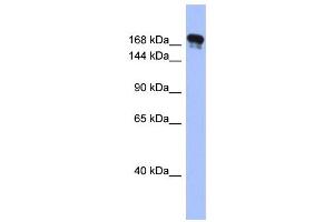 WB Suggested Anti-SYNJ1 Antibody Titration:  0. (Synaptojanin 1 Antikörper  (Middle Region))