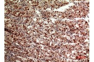 Immunohistochemistry (IHC) analysis of paraffin-embedded Human Stomach, antibody was diluted at 1:100.