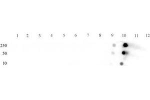 STAT5A/B phospho Ser726/Ser731 pAb tested by dot blot analysis. (STAT5 A/B Antikörper  (pSer726, pSer731, Ser731))