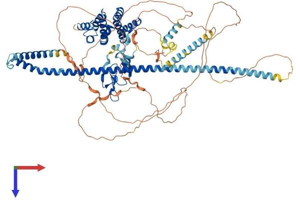 HGS Protein (AA 1-777) (His tag)