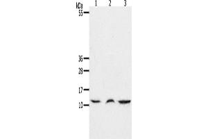 Western Blotting (WB) image for anti-Chemokine (C-C Motif) Ligand 17 (CCL17) antibody (ABIN2425651) (CCL17 Antikörper)