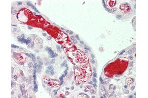 Anti-Complement C3 antibody IHC staining of human placenta. (C3 Antikörper  (AA 1580-1592))