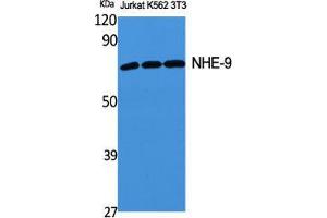 Western Blot (WB) analysis of specific cells using NHE-9 Polyclonal Antibody. (SLC9A9 Antikörper  (Internal Region))