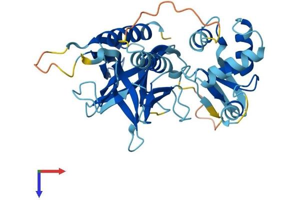 Pleckstrin Protein (PLEK) (AA 1-350) (His tag)