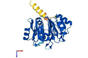EIF6 Protein (AA 1-245) (His tag)