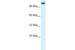 WB Suggested Anti-KIF3C Antibody Titration:  0. (KIF3C Antikörper  (Middle Region))