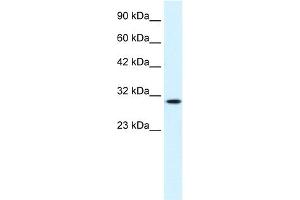 WB Suggested Anti-CDC2 Antibody Titration:  0. (CDK1 Antikörper  (C-Term))