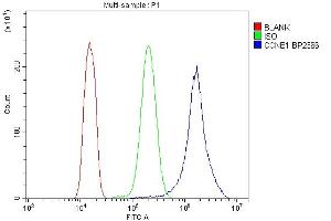 anti-Cyclin B1 (CCNB1) (AA 1-383) antibody