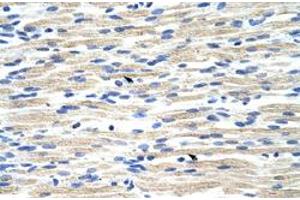 Immunohistochemical staining (Formalin-fixed paraffin-embedded sections) of human muscle with CBX6 polyclonal antibody  at 4-8 ug/mL working concentration. (CBX6 Antikörper  (N-Term))