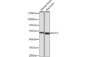 Western blot analysis of extracts of various cell lines using E2F3 Polyclonal Antibody at dilution of 1:1000. (E2F3 Antikörper)