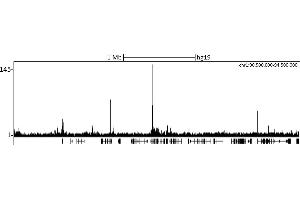 ChIP DNA-Sequencing (ChIP-seq) image for anti-Chromobox Homolog 8 (CBX8) (C-Term) antibody (ABIN7453307) (CBX8 Antikörper  (C-Term))