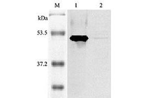 Western blot analysis of mouse IDO using anti-IDO (mouse), pAb  at 1:2,000 dilution. (IDO1 Antikörper)