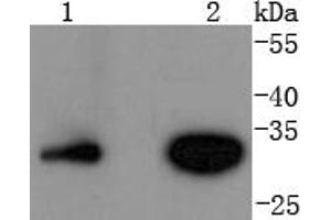 Lane 1: Jurkat, Lane 2: Hela lysates probed with Cyclin D3 (4A8) Monoclonal Antibody  at 1:1000 overnight at 4˚C.
