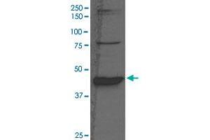Western Blot analysis of rat liver tissue lysate with BHMT polyclonal antibody  at 1:1000 dilution. (BHMT Antikörper  (N-Term))