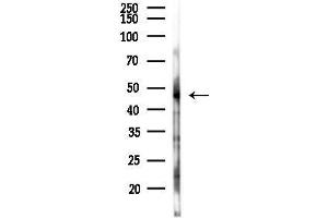 anti-G Protein-Coupled Receptor 88 (GPR88) (Internal Region) antibody