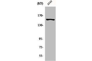 Western Blot analysis of A549 cells using GPR116 Polyclonal Antibody (G Protein-Coupled Receptor 116 Antikörper  (N-Term))