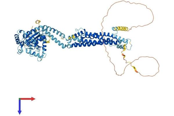 Dynamin 1-Like Protein (DNM1L) (AA 1-736) (His tag)