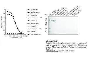 Image no. 1 for anti-Vitellogenin (VTG) antibody (ABIN123821) (Vitellogenin Antikörper)