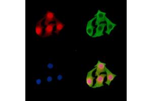 ABIN7095918 and ABIN7099980 staining Hela cells by IF/ICC. (NOS1AP Antikörper)