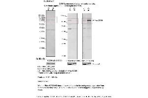 Sample Type: 1. (COG4 Antikörper  (Middle Region))