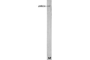 Western blot of whole rat brain lysate probed with ABIN1580434 antibody to MAP2. (MAP2 Antikörper)